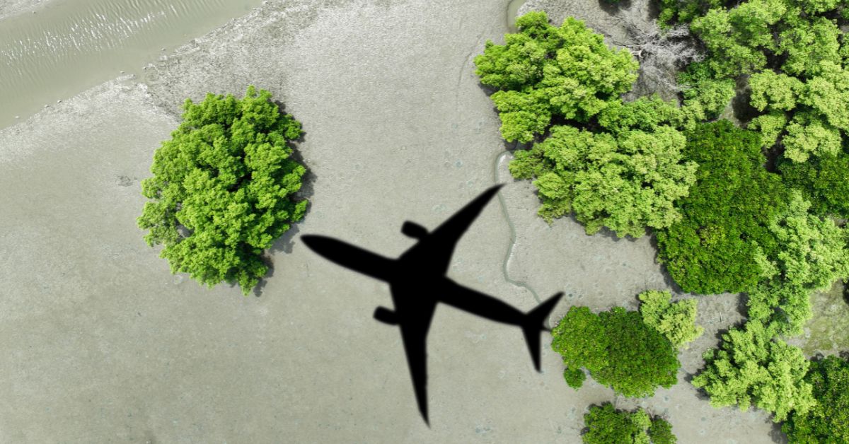 Shadow of a plane on a beach, between trees